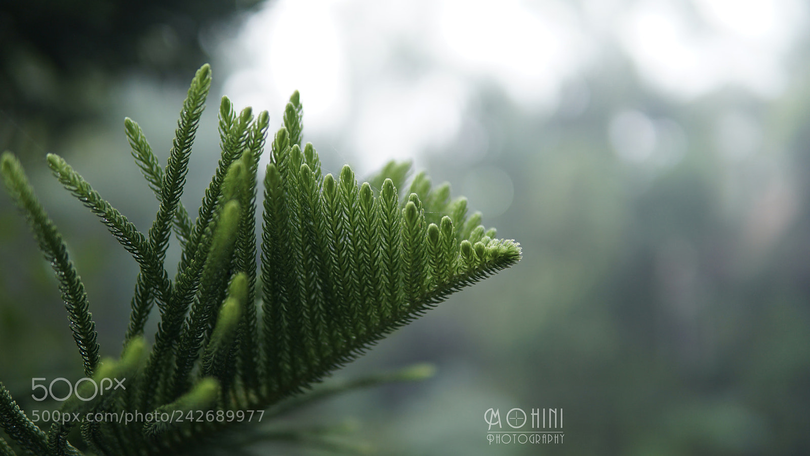 Sony a6300 sample photo. Dsc photography