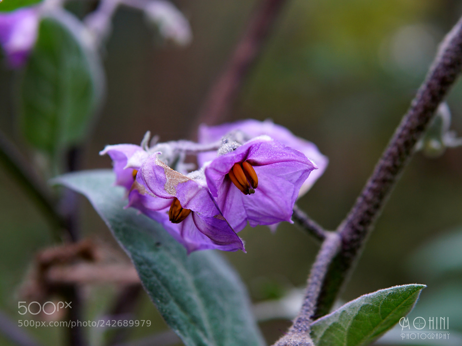 Sony a6300 sample photo. Copy photography