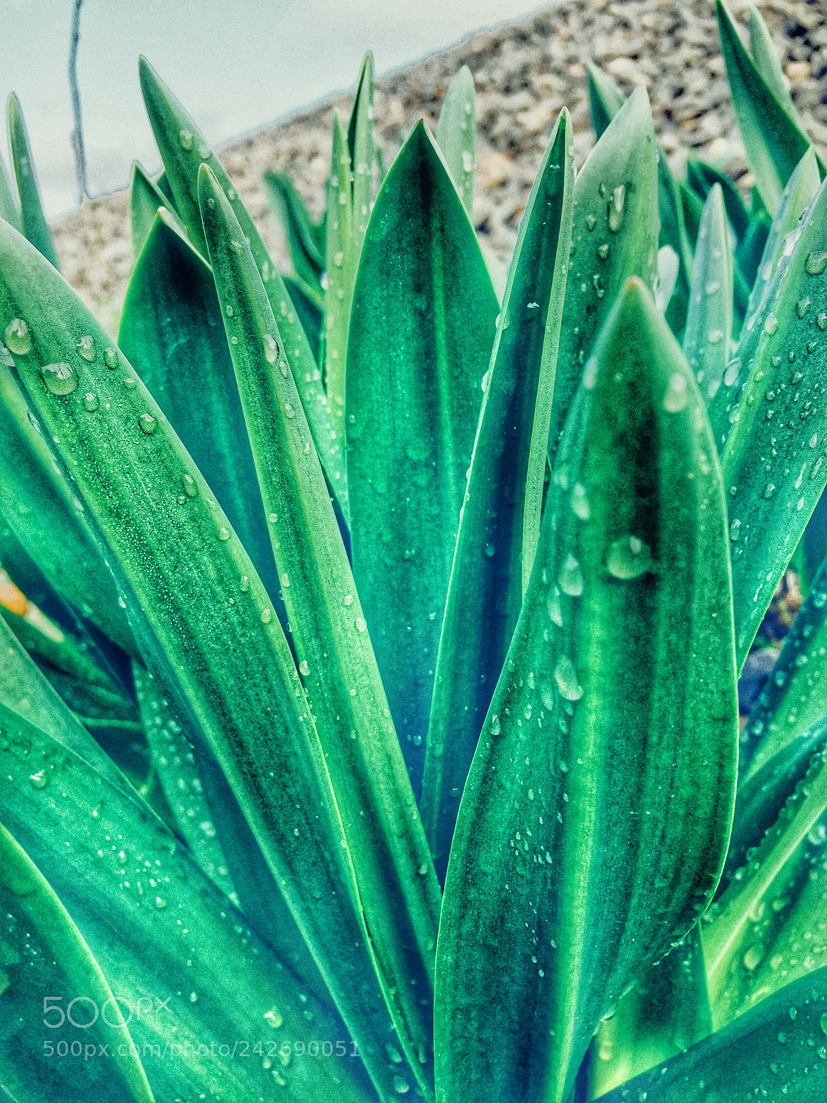 Apple iPhone 6 sample photo. ??? photography