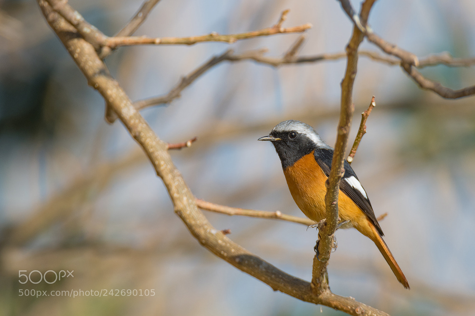 Nikon D810 sample photo. Daurian redstart photography