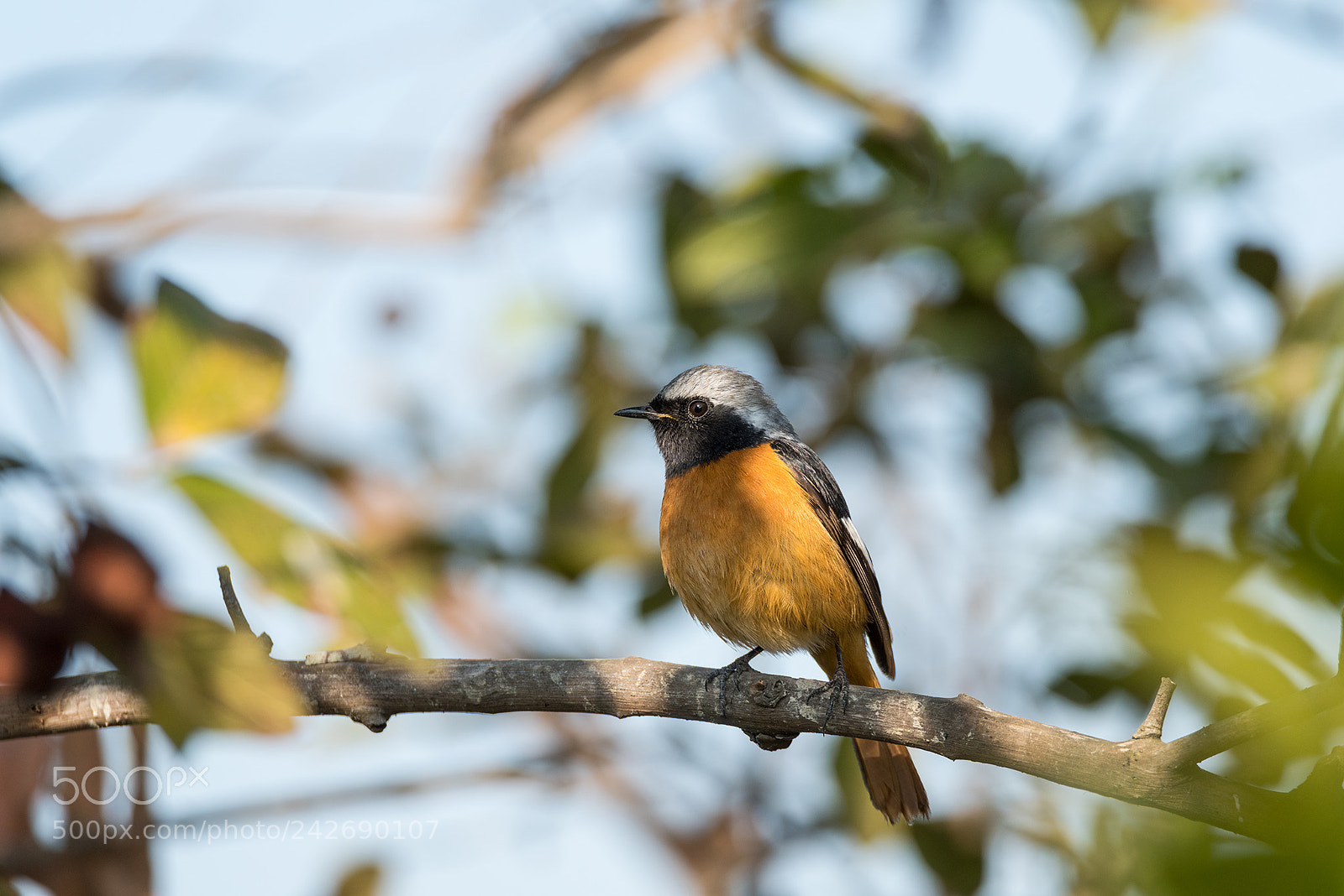Nikon D810 sample photo. Daurian redstart photography