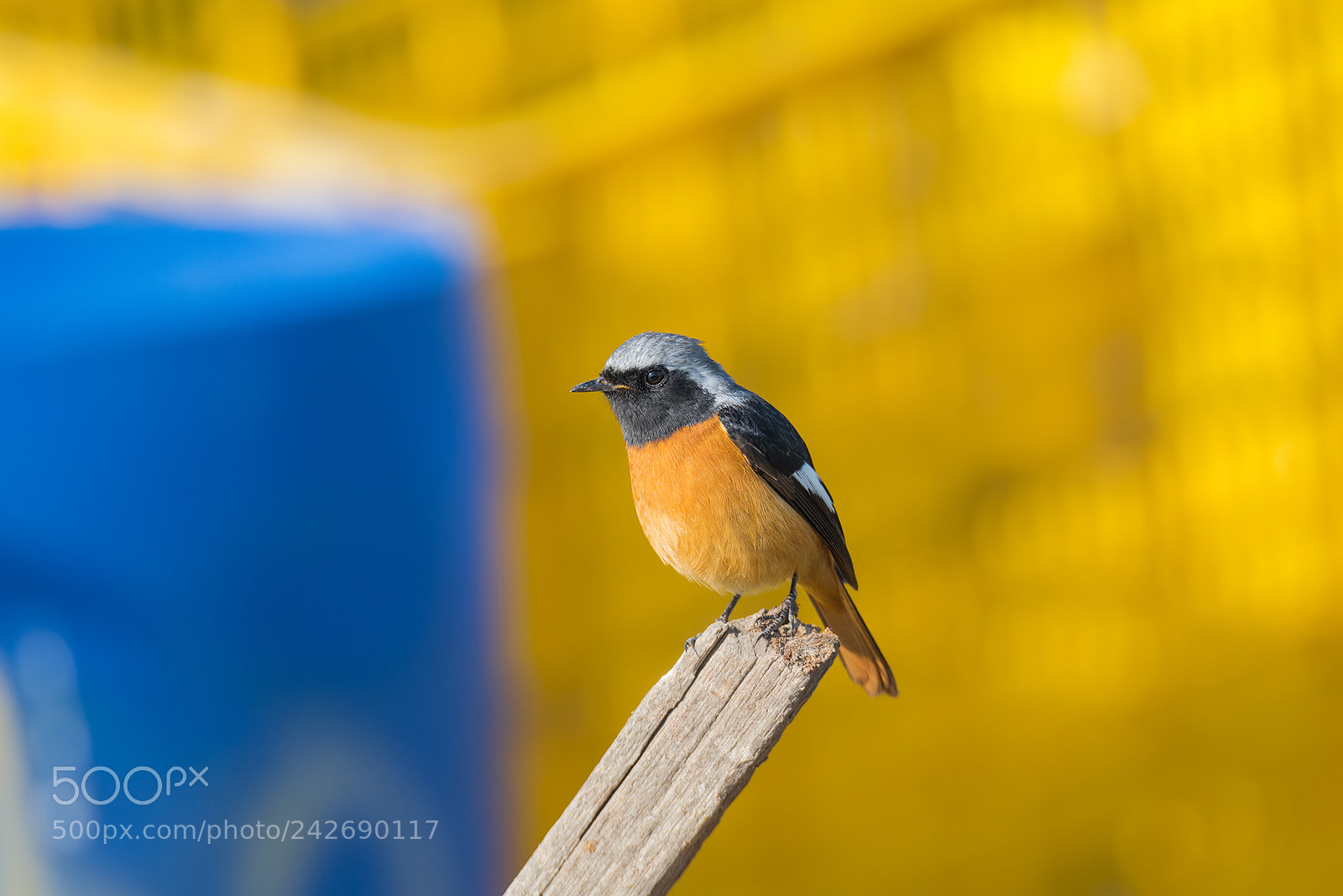 Nikon D810 sample photo. Daurian redstart photography