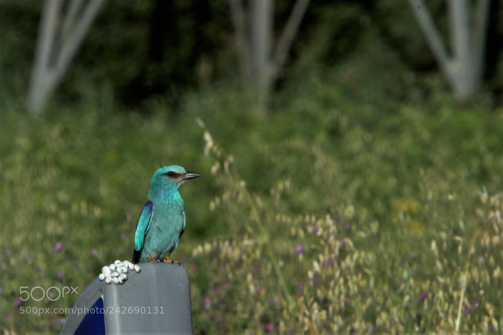 Canon EOS 20D sample photo. Rollier d’europe. photography