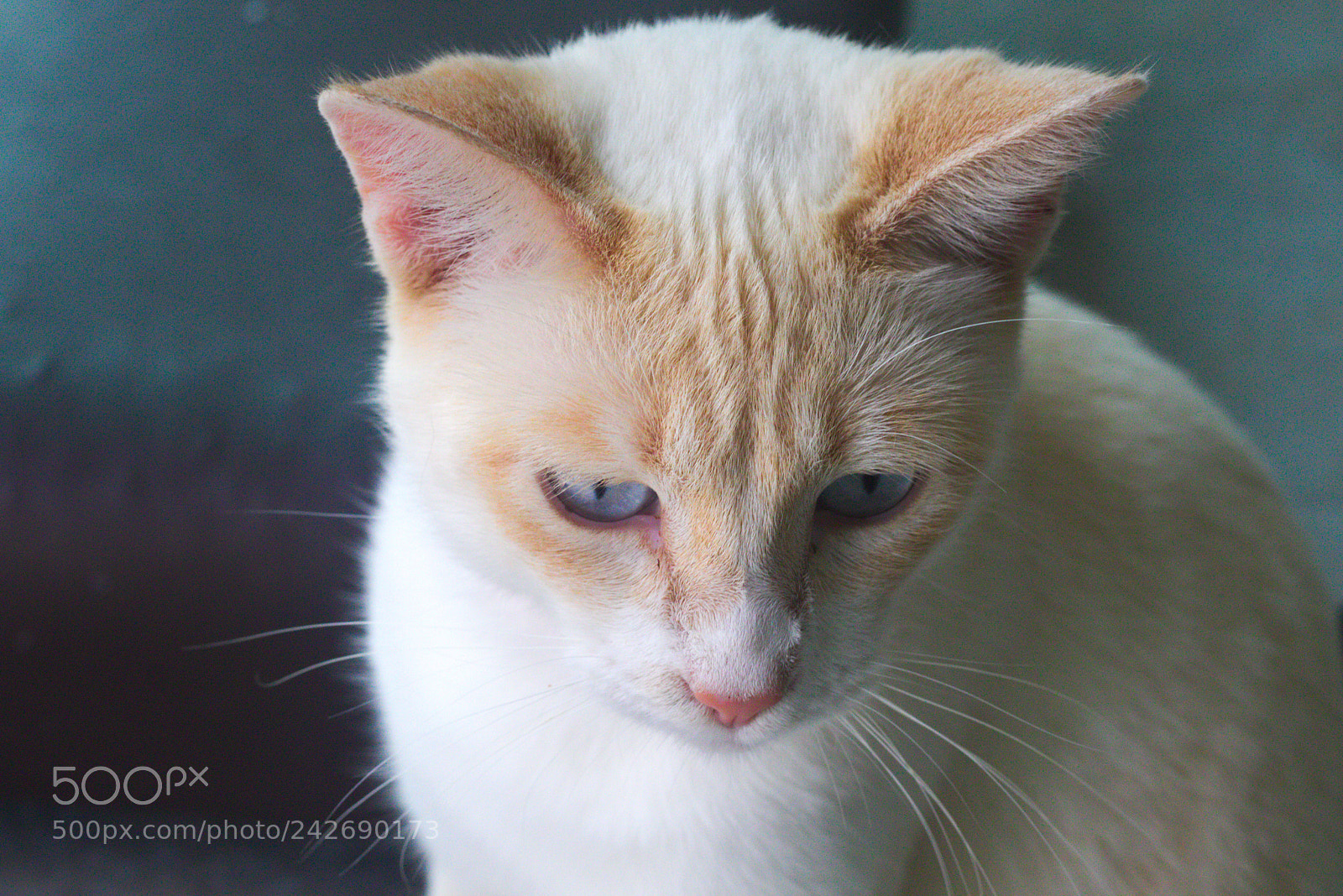 Canon EF 50mm F1.8 STM sample photo. Guilty cat photography