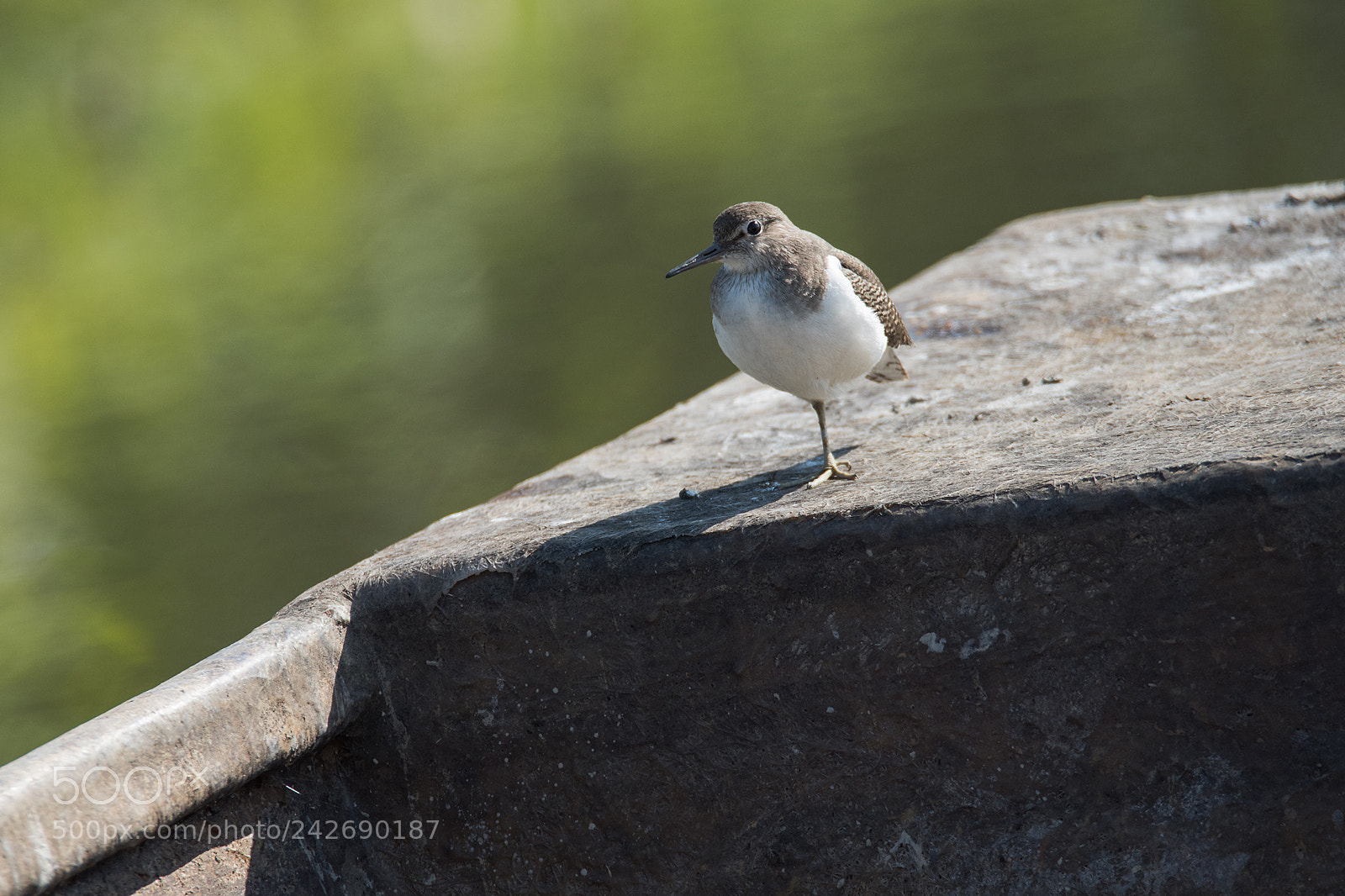 Nikon D810 sample photo. Common sandpiper photography