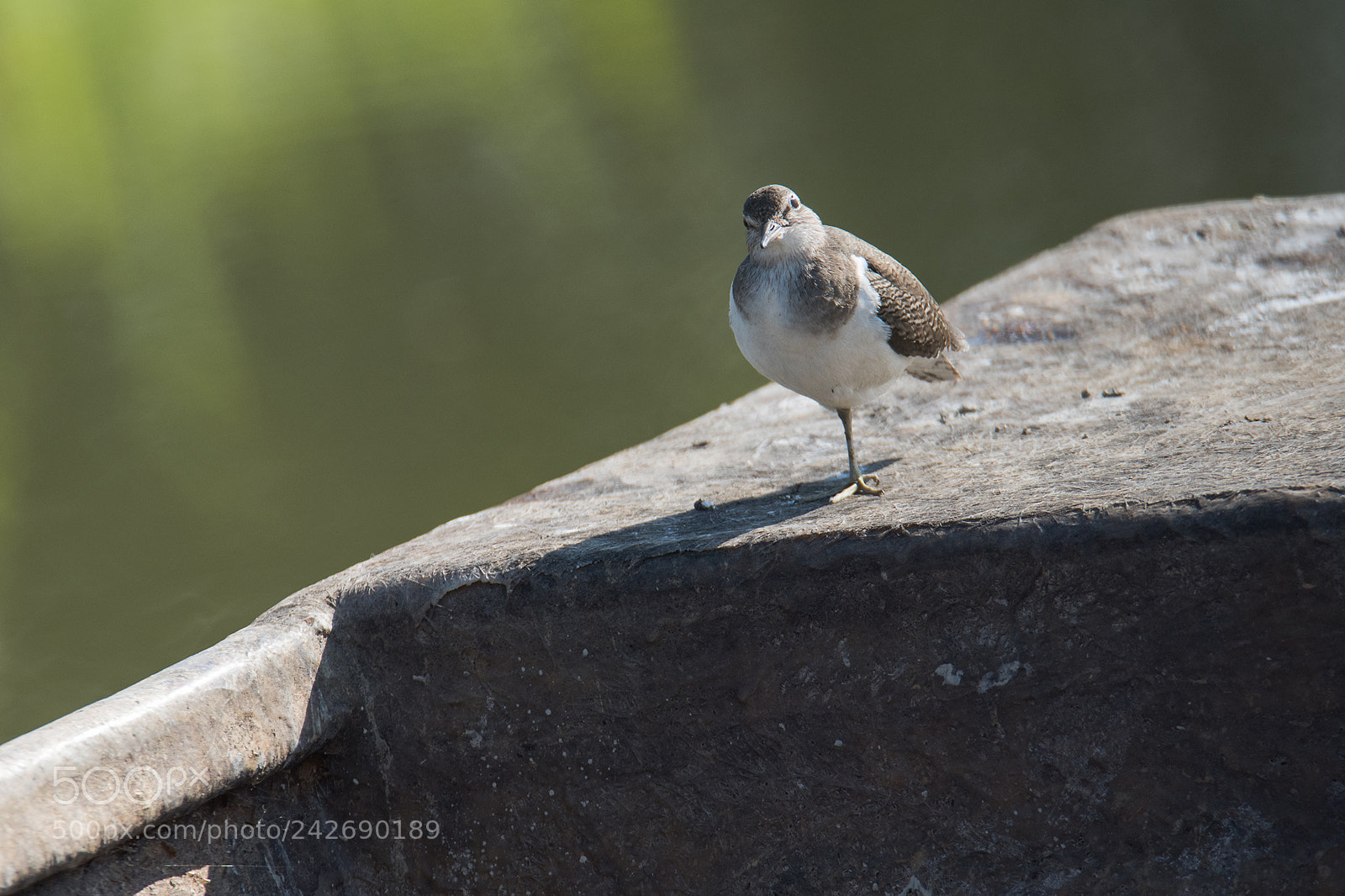 Nikon D810 sample photo. Common sandpiper photography