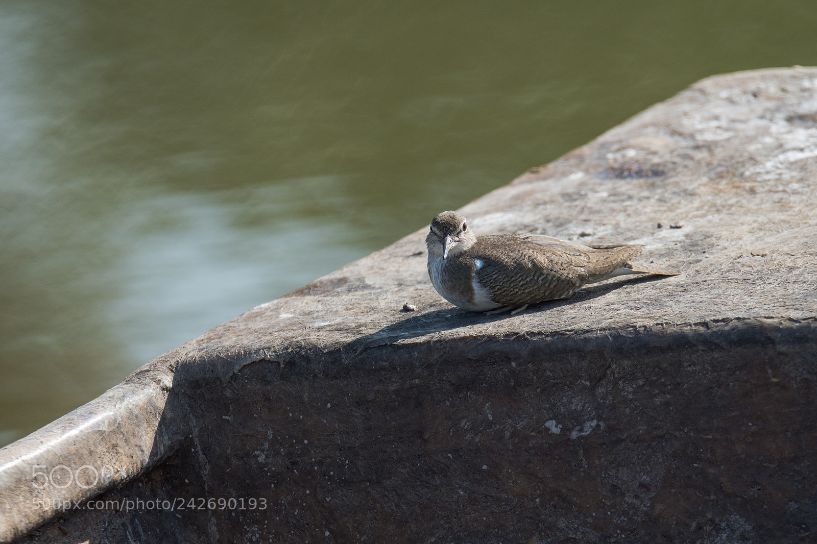 Nikon D810 sample photo. Common sandpiper photography