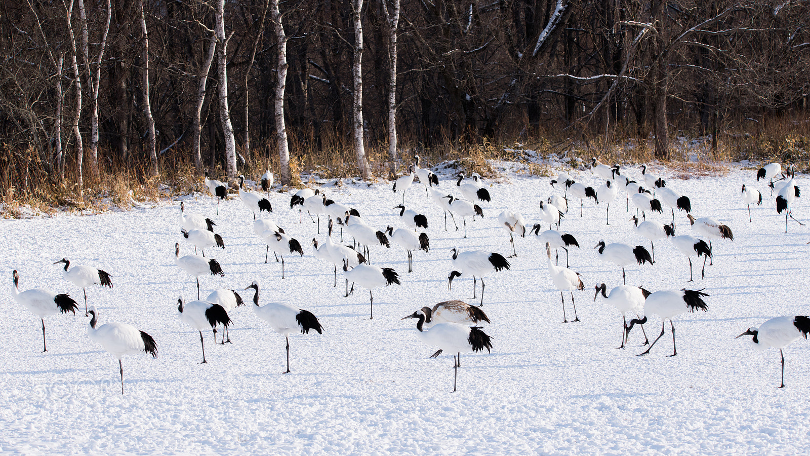 Nikon D850 sample photo. Red crowned cranes in photography