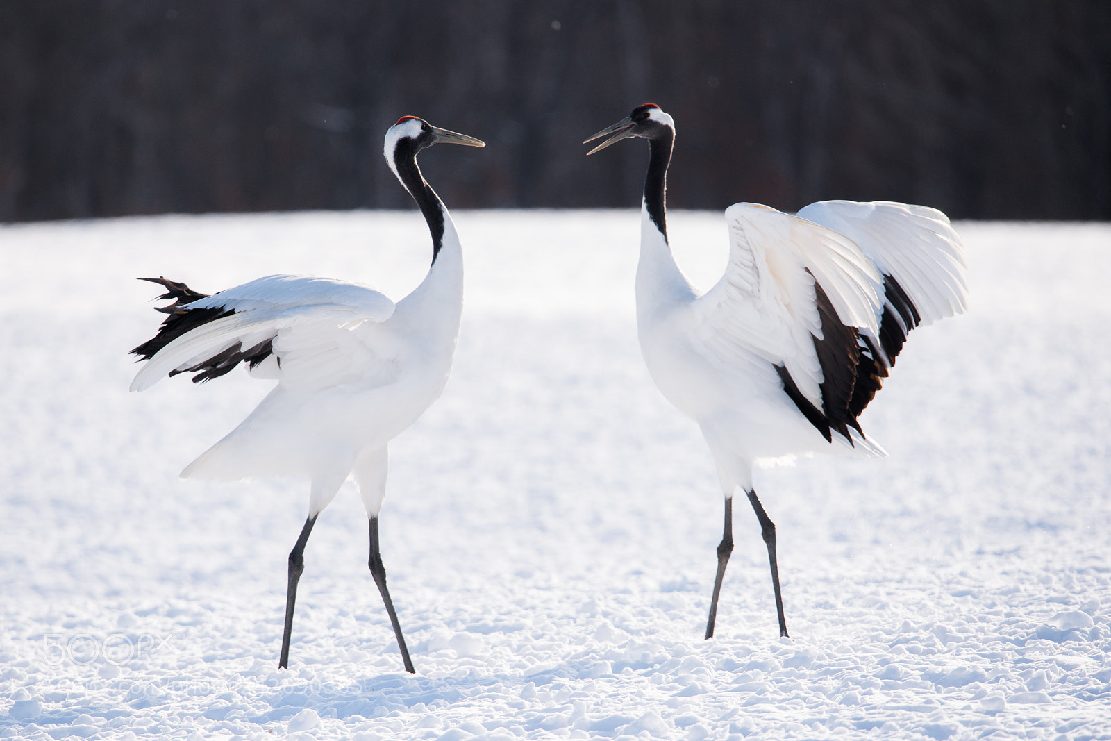 Nikon D850 sample photo. Red crowned cranes in photography