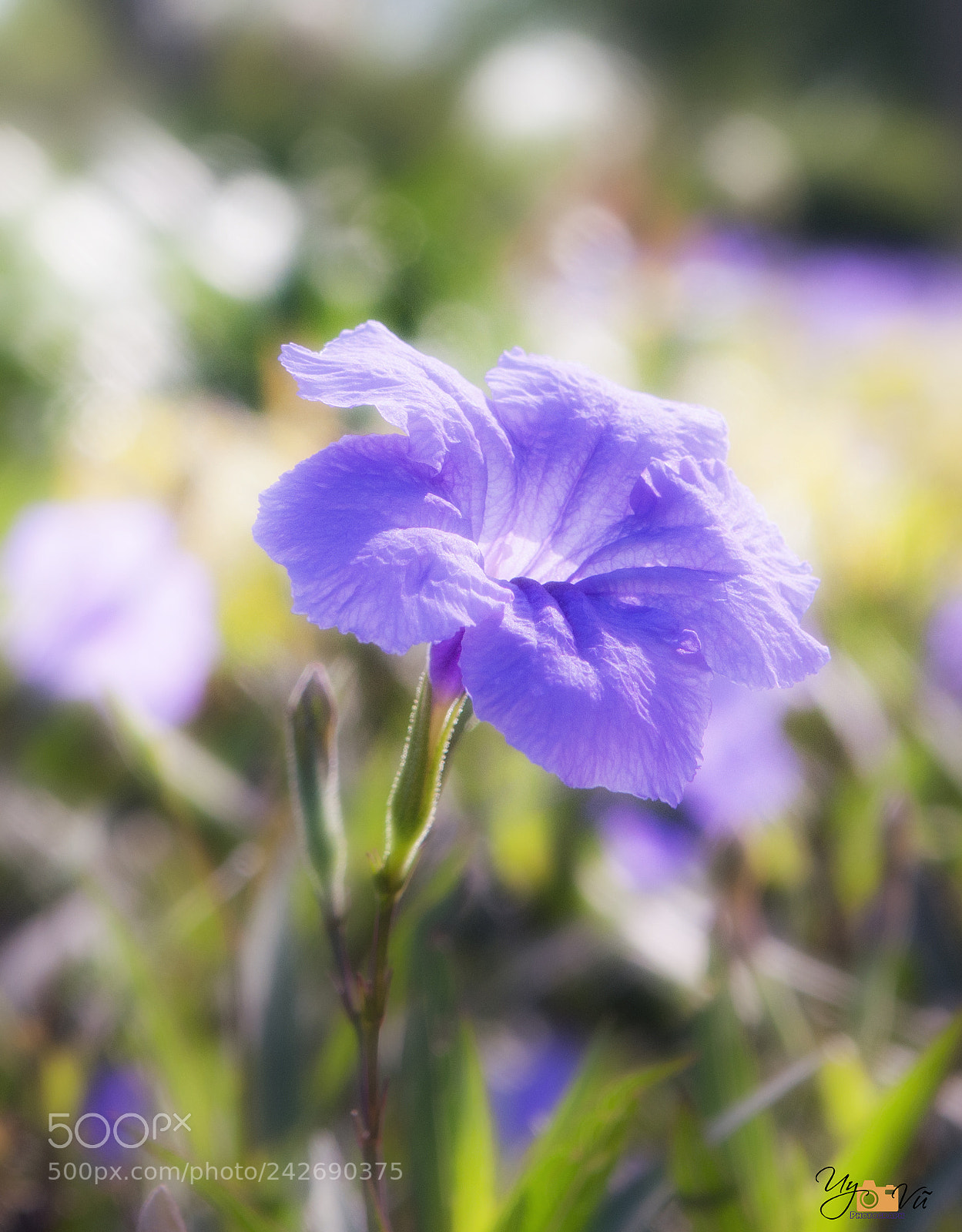 Nikon D90 sample photo. Purple flower photography