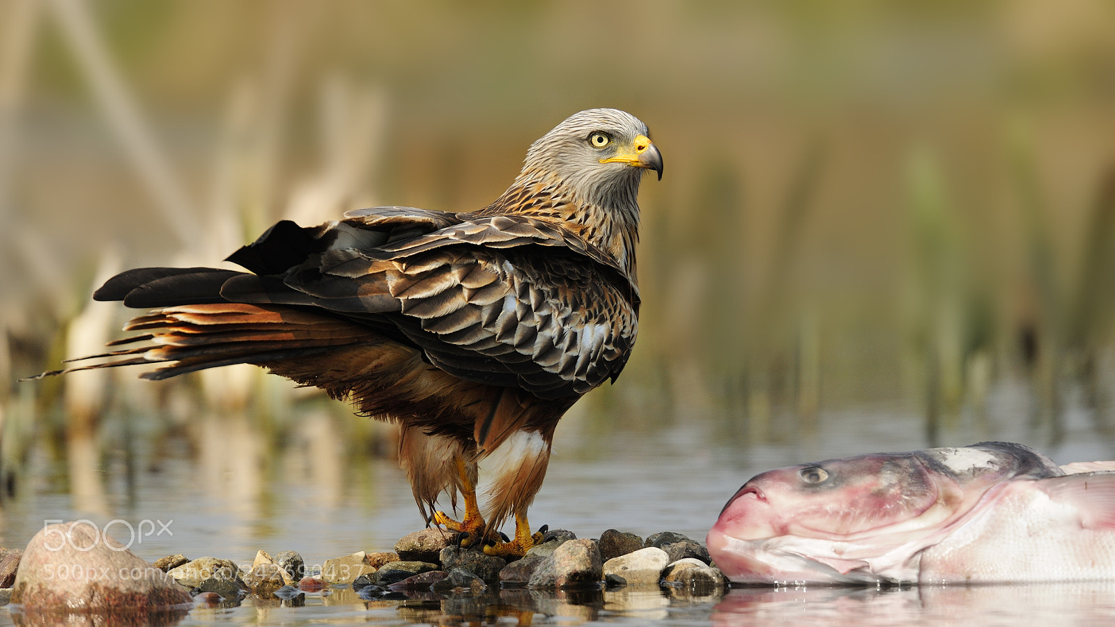 Nikon D3X sample photo. Red kite photography