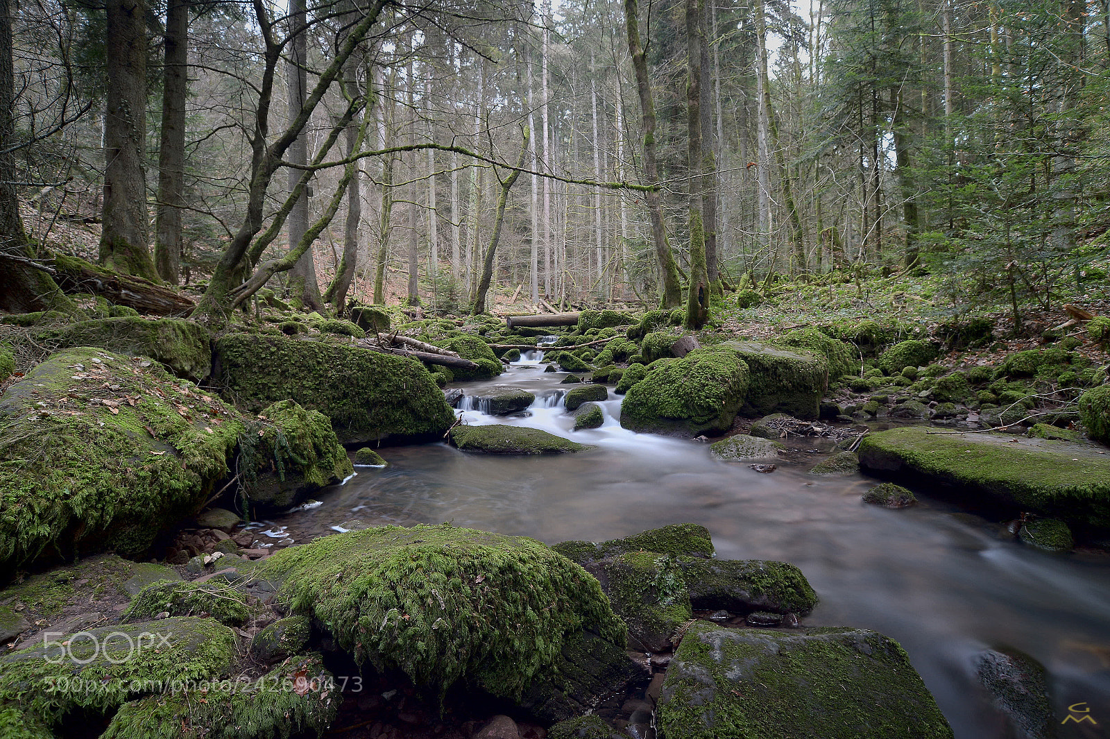 Nikon D4 sample photo. The gorge photography