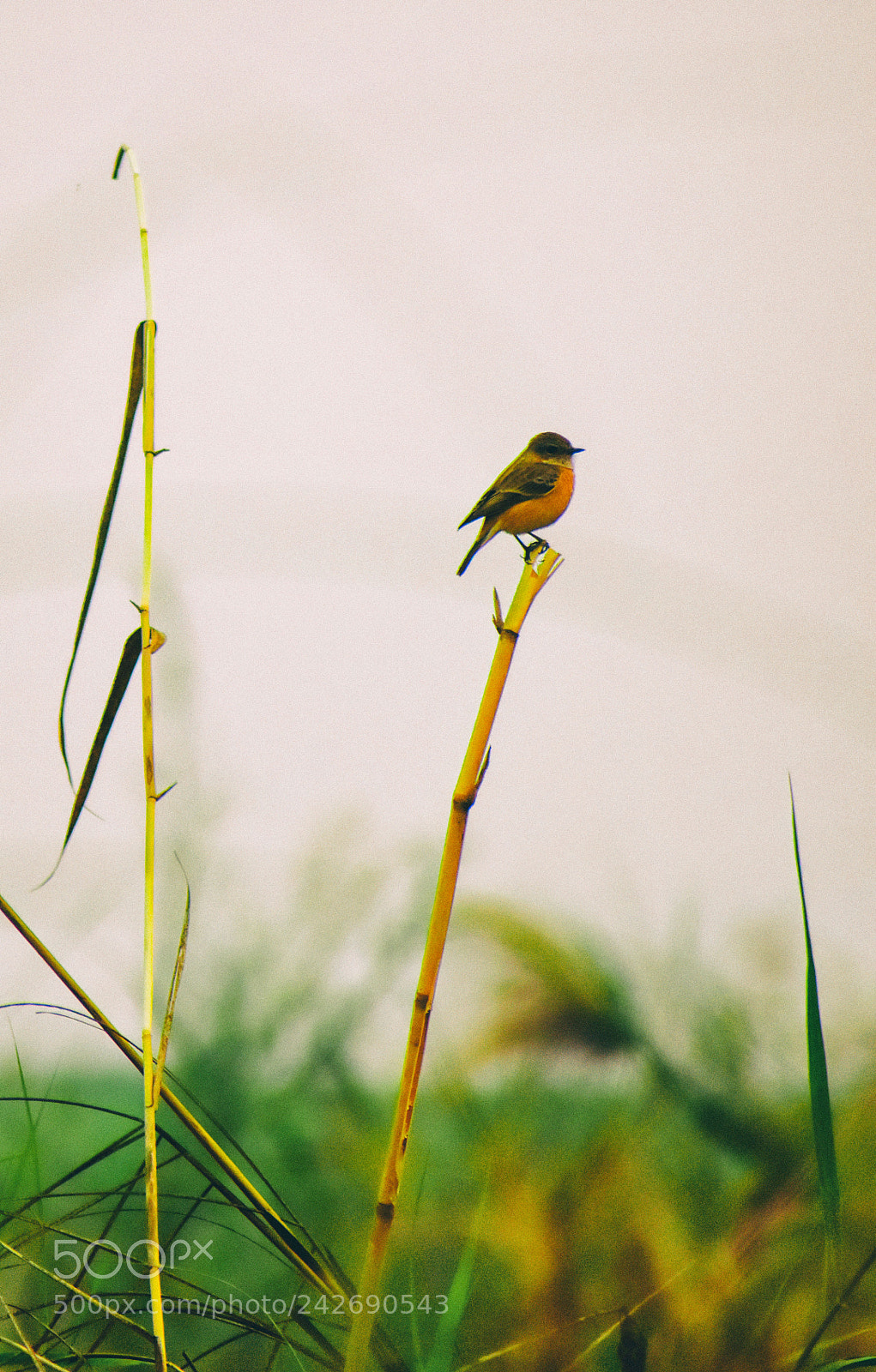 Nikon D5500 sample photo. White-tailed stonechat photography
