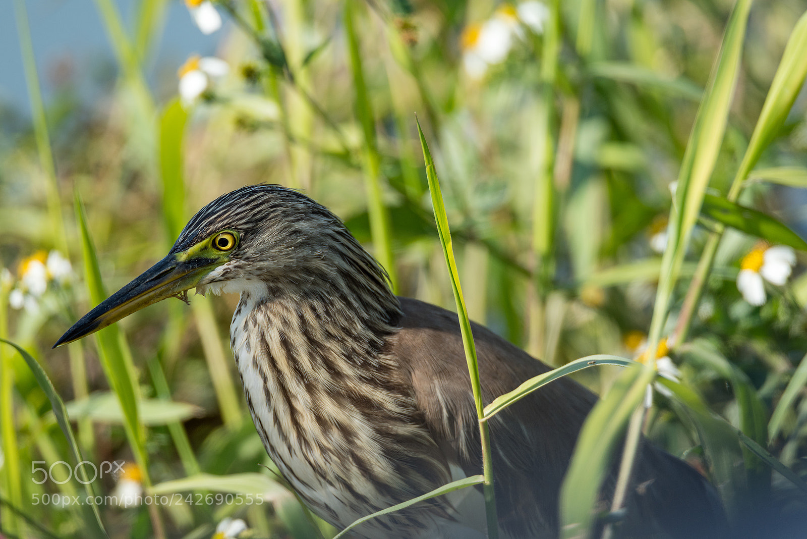 Nikon D810 sample photo. Pool heron photography