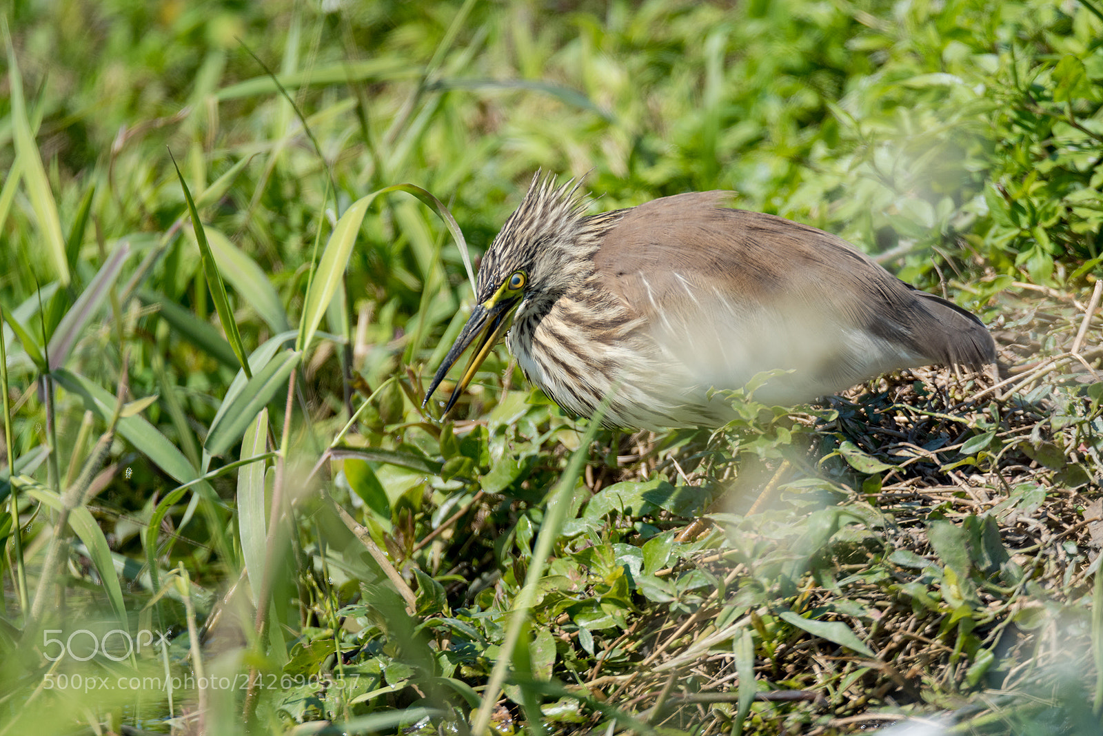 Nikon D810 sample photo. Pool heron photography