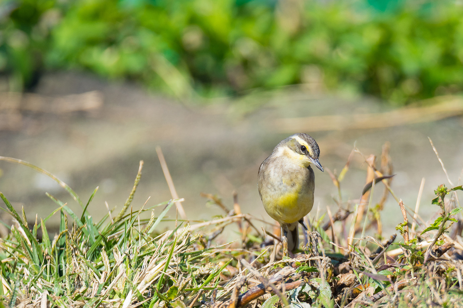 Nikon D810 sample photo. Eastern yellow wagtail photography