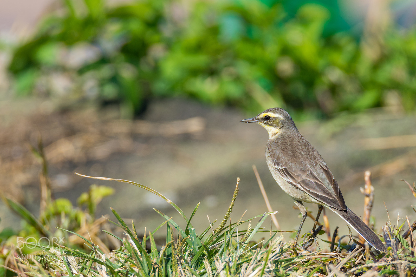Nikon D810 sample photo. Eastern yellow wagtail photography