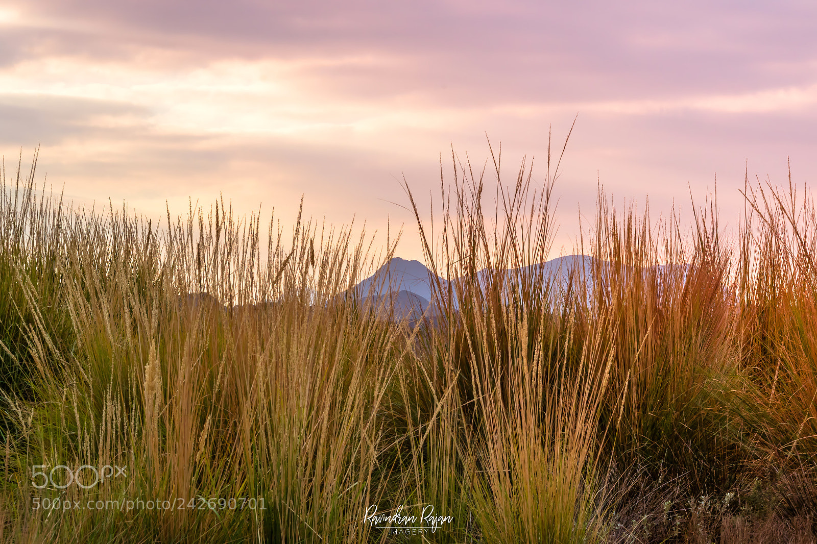 Canon EOS 7D Mark II sample photo. Morning glow photography