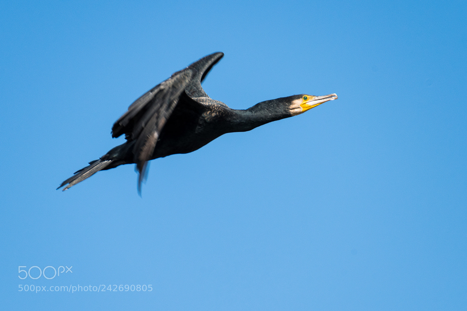Nikon D810 sample photo. Cormorant photography