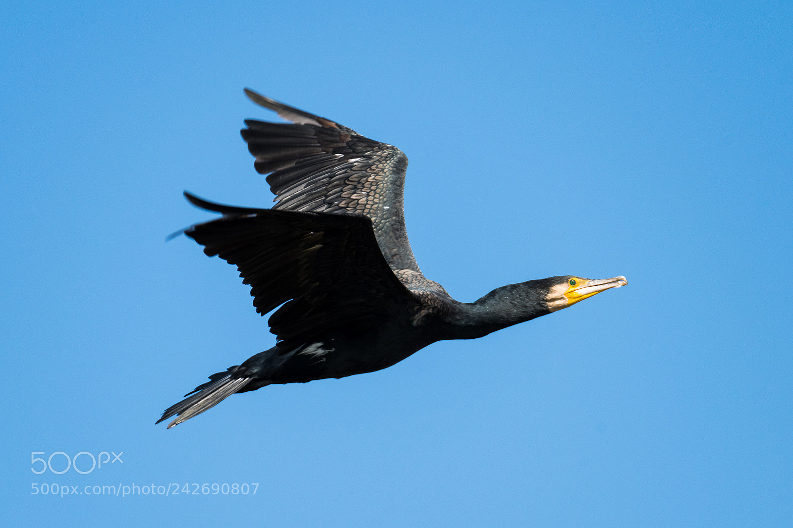 Nikon D810 sample photo. Cormorant photography