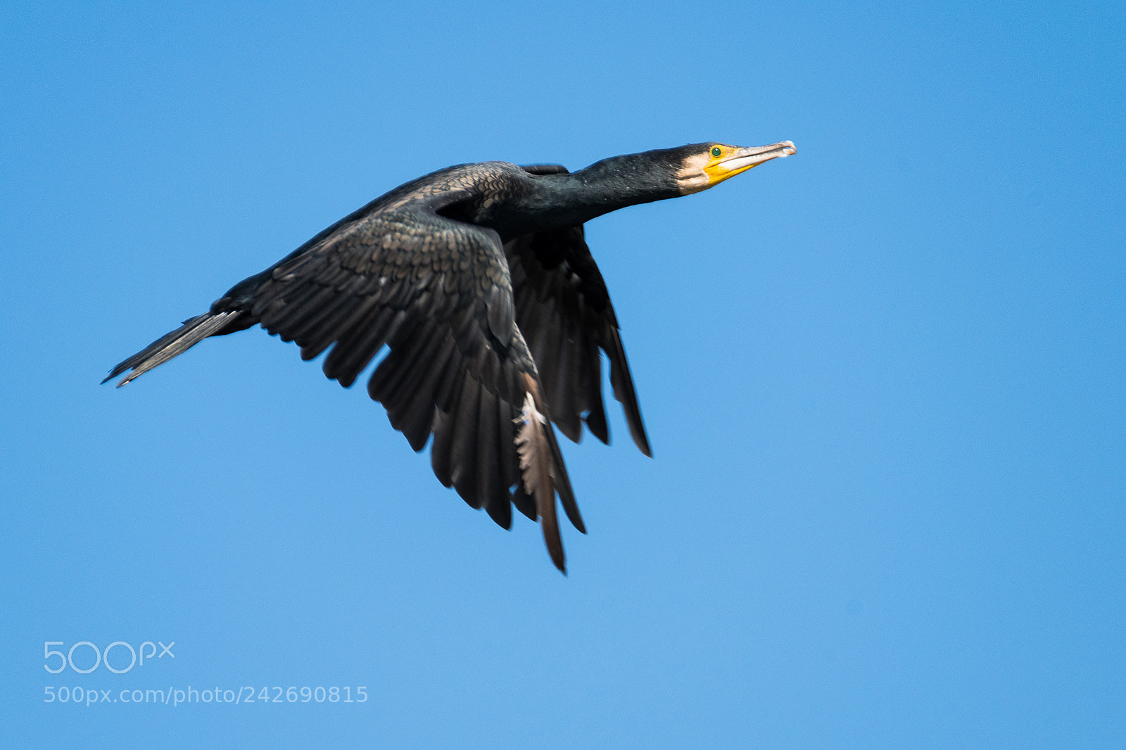 Nikon D810 sample photo. Cormorant photography