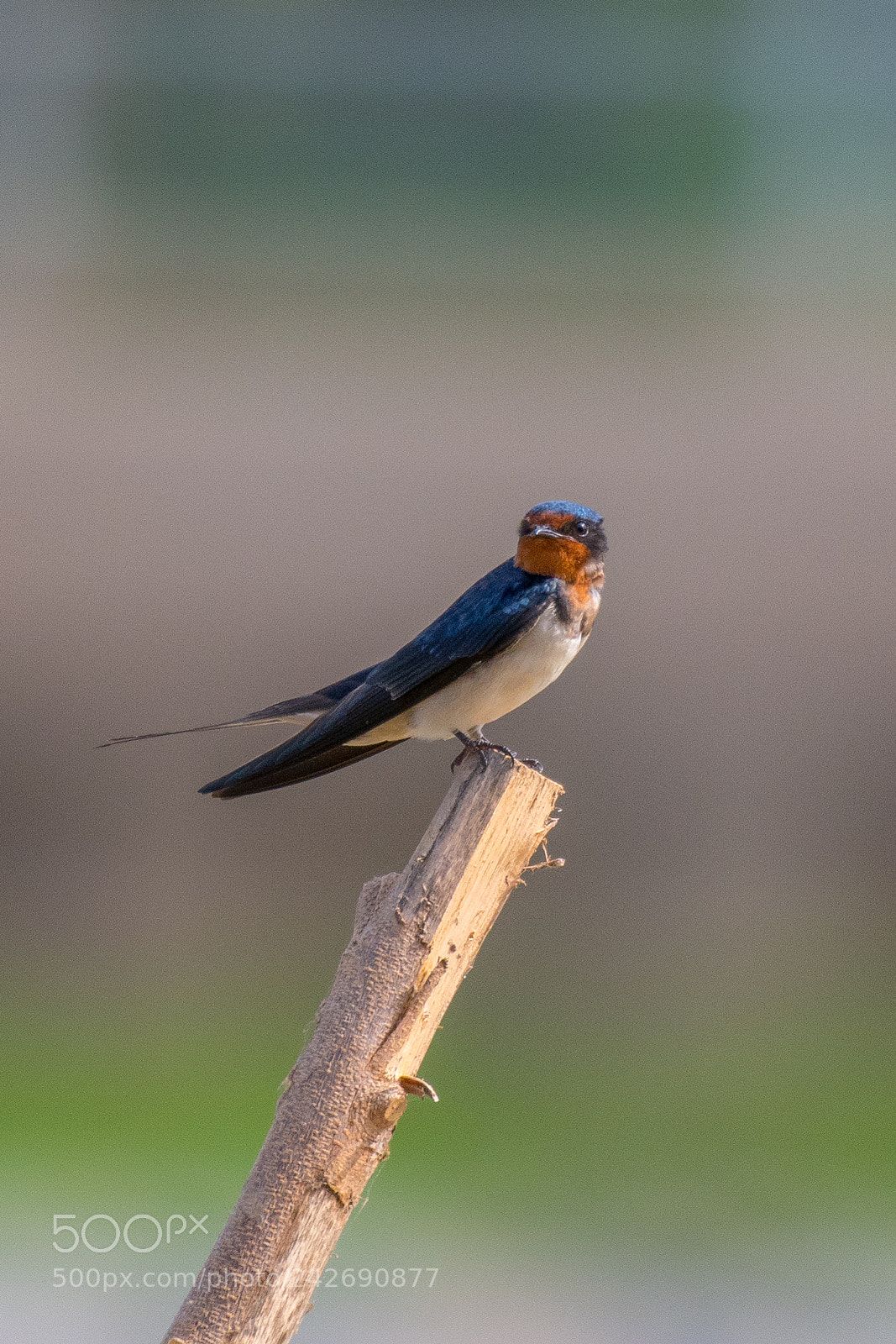 Nikon D500 sample photo. Barn swallow (hirundo rustica) photography