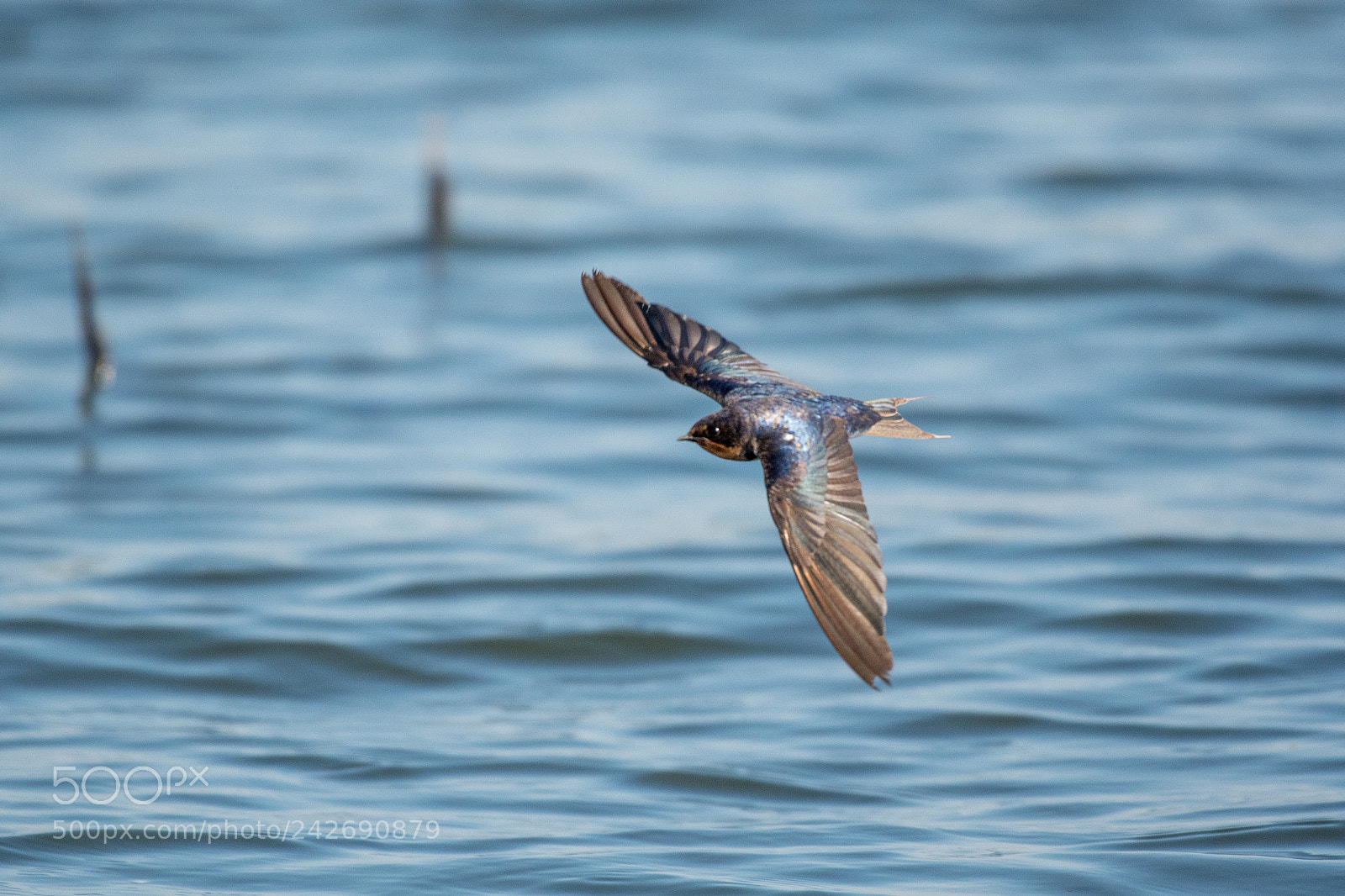 Nikon D500 sample photo. Barn swallow (hirundo rustica) photography