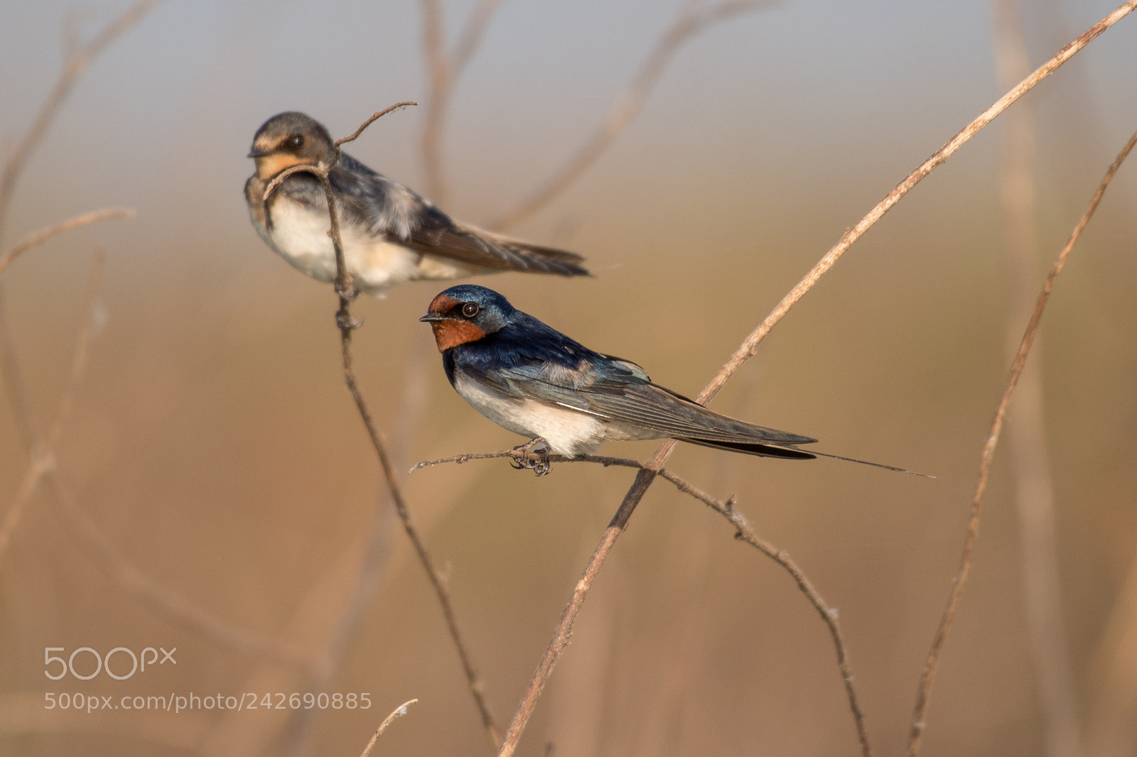 Nikon D500 sample photo. Barn swallow (hirundo rustica) photography
