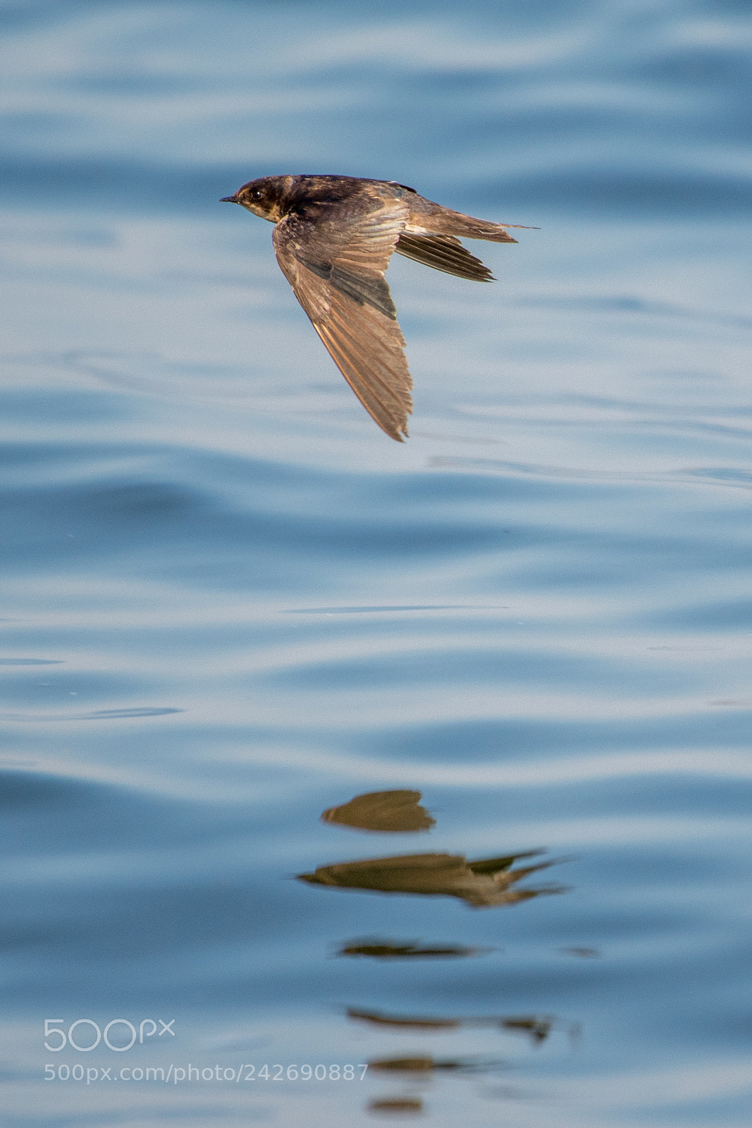 Nikon D500 sample photo. Barn swallow (hirundo rustica) photography