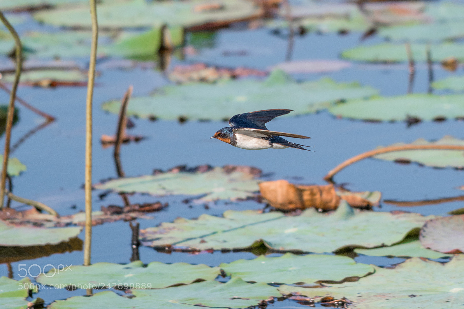Nikon D500 sample photo. Barn swallow (hirundo rustica) photography