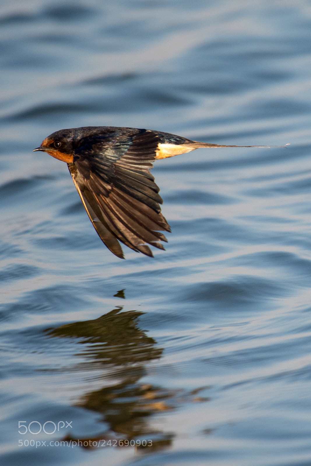 Nikon D500 sample photo. Barn swallow (hirundo rustica) photography