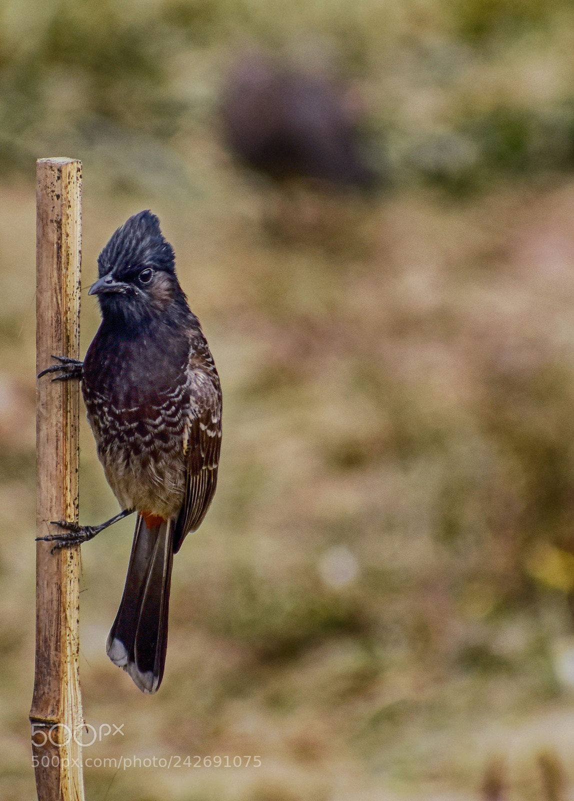 Nikon D5500 sample photo. Red vented bulbul photography
