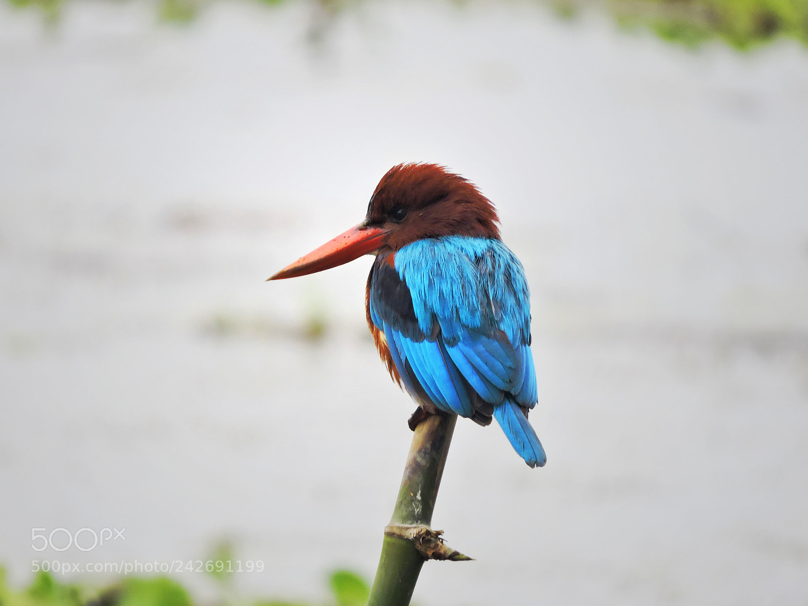 Nikon Coolpix P600 sample photo. Kingfisher0001.jpeg photography