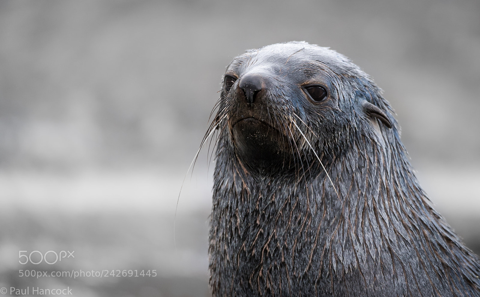 Nikon D810 sample photo. Fur seal portrait photography