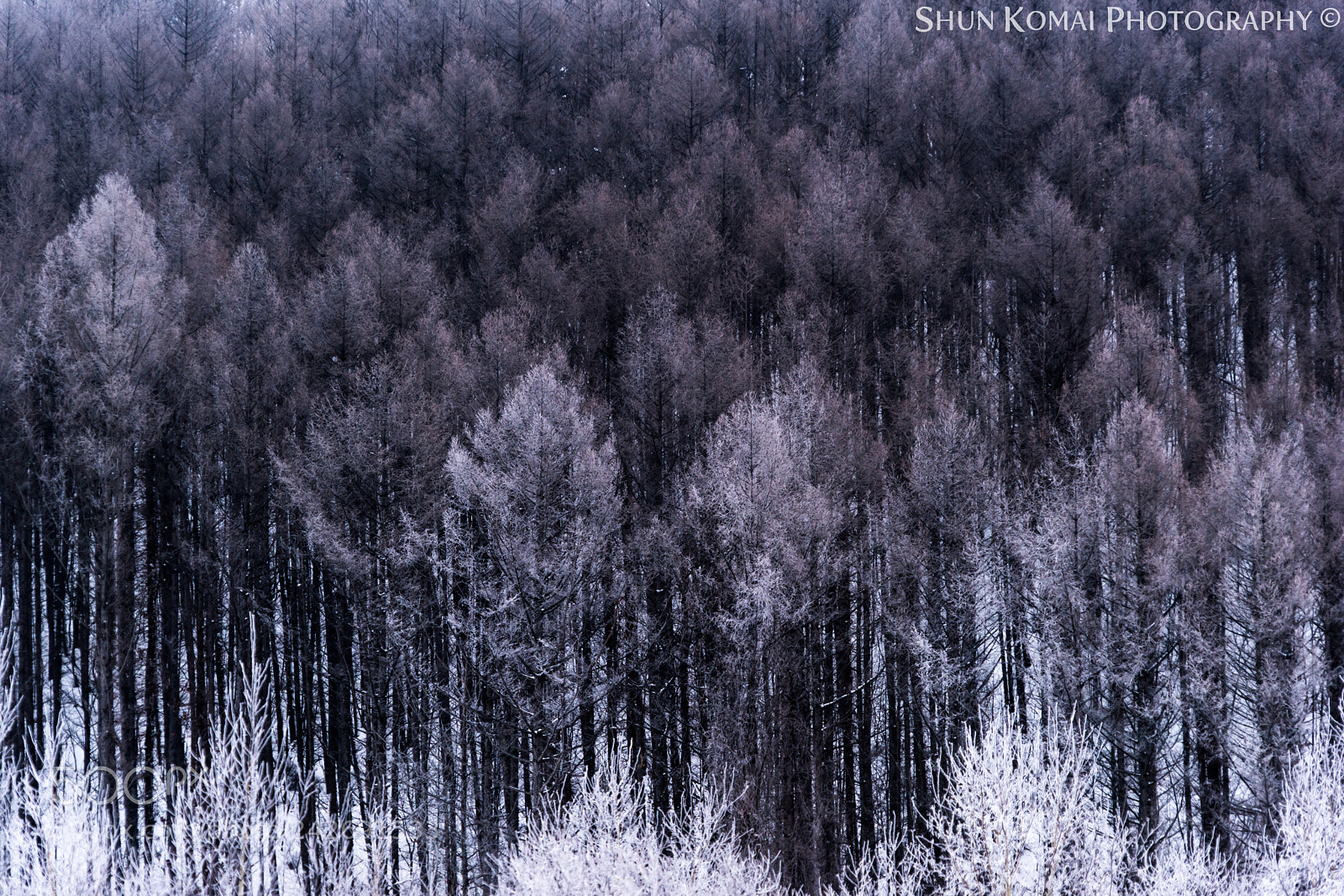Sony a7 sample photo. Freezing morning photography