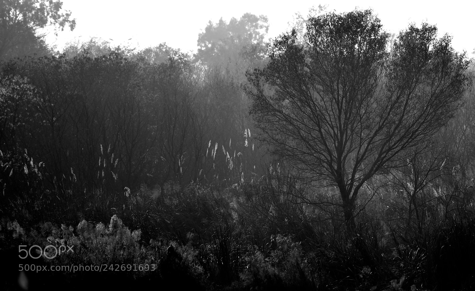 Nikon D850 sample photo. Nature photography