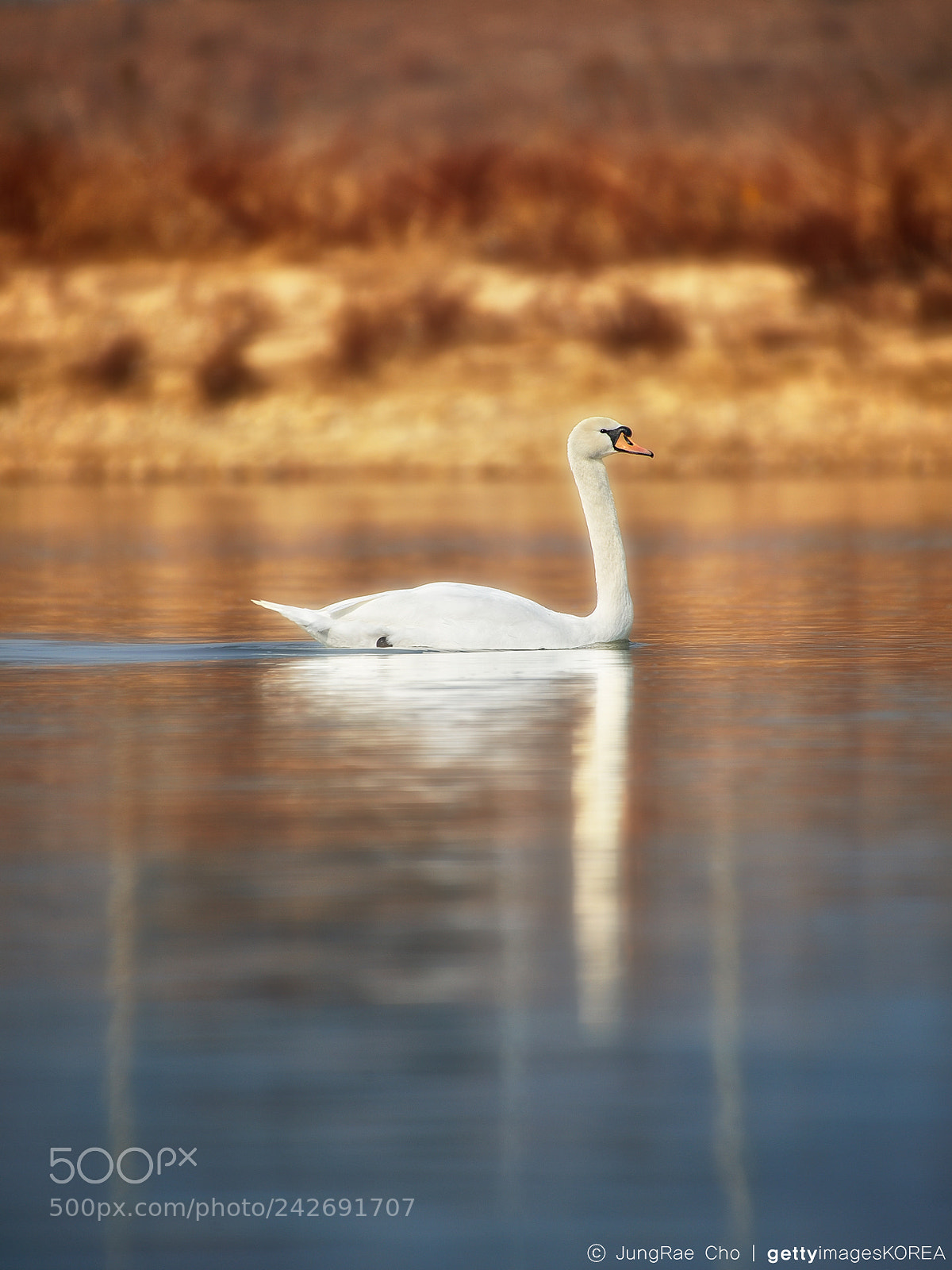 Nikon D4 sample photo. Swan photography