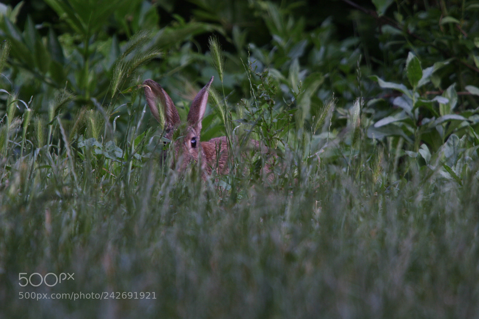 Canon EOS 20D sample photo. Lapin. photography