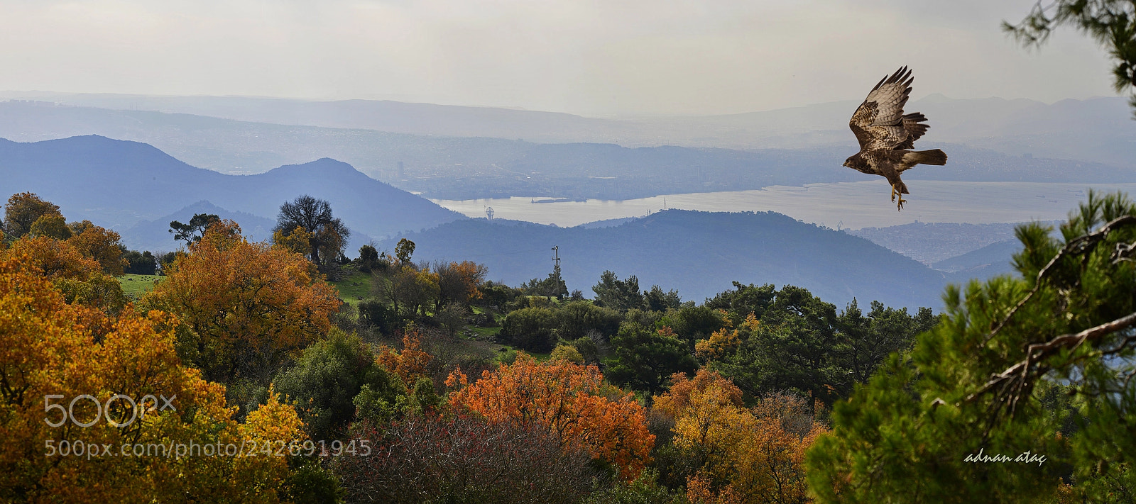Nikon D5 sample photo. Zmir ve ahin common photography