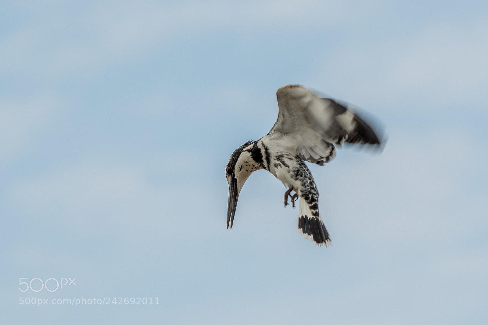 Nikon D500 sample photo. Pied kingfisher(ceryle rudis) photography