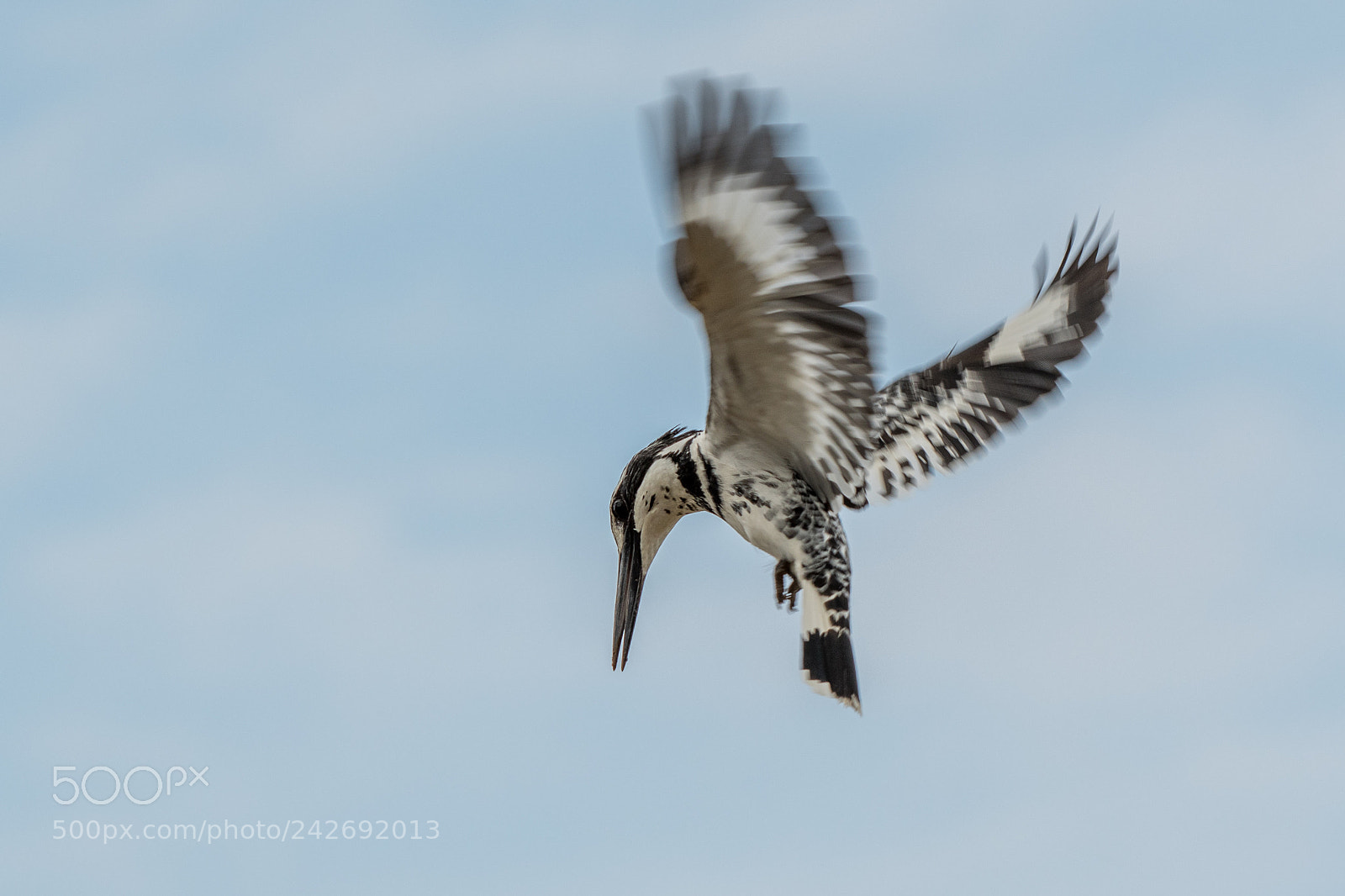Nikon D500 sample photo. Pied kingfisher(ceryle rudis) photography