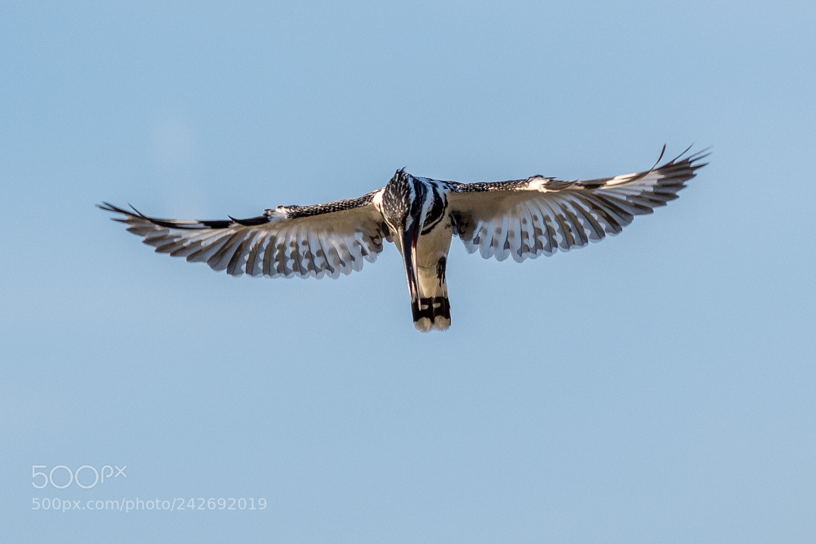 Nikon D500 sample photo. Pied kingfisher(ceryle rudis) photography