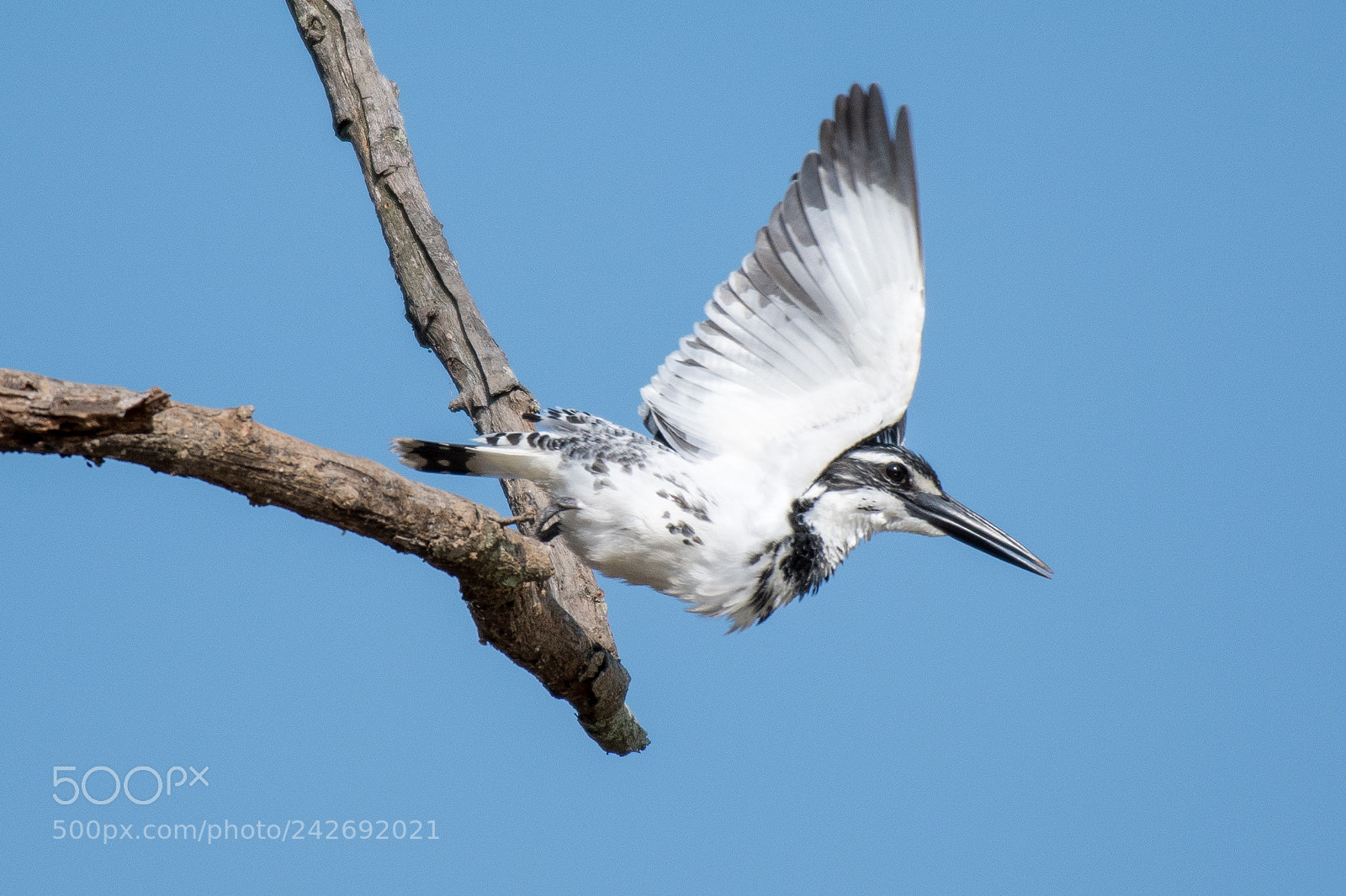 Nikon D500 sample photo. Pied kingfisher(ceryle rudis) photography