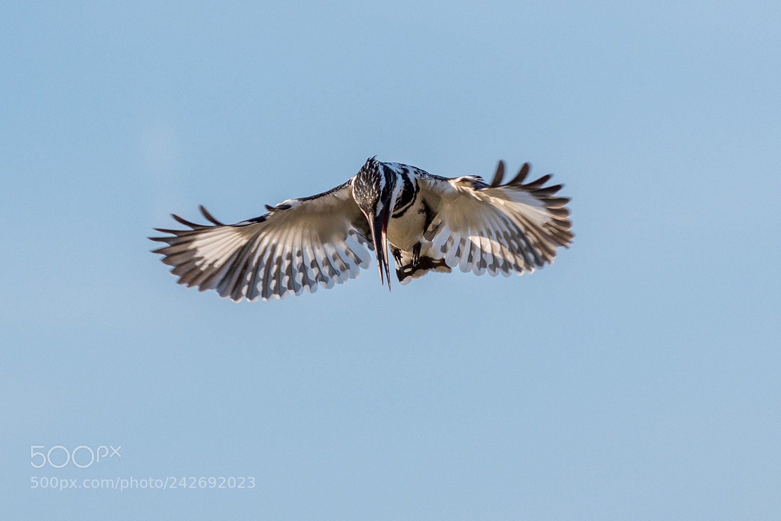 Nikon D500 sample photo. Pied kingfisher(ceryle rudis) photography