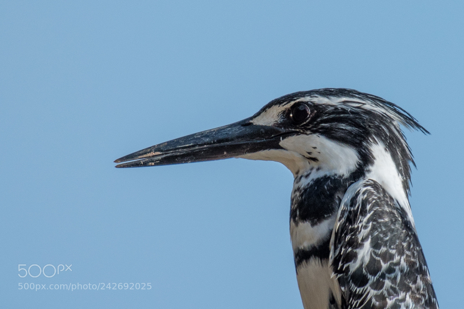 Nikon D500 sample photo. Pied kingfisher(ceryle rudis) photography