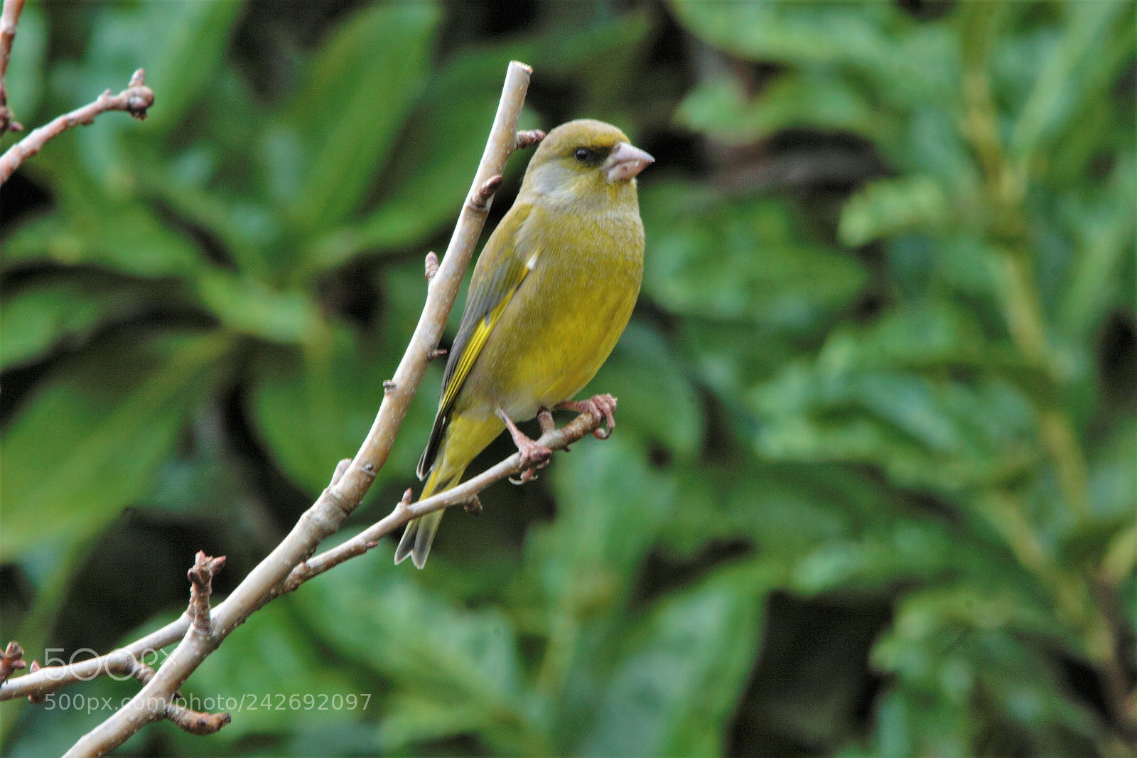 Canon EOS 20D sample photo. Verdier. photography