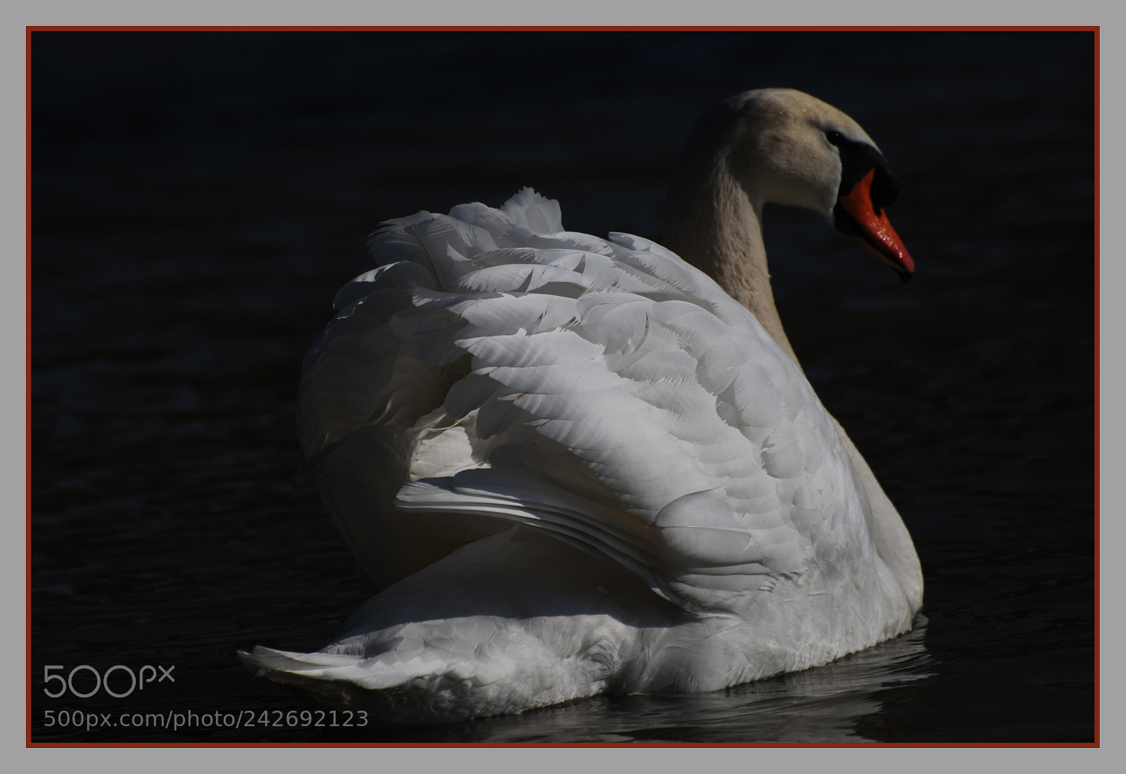 Nikon D60 sample photo. Untitled photography