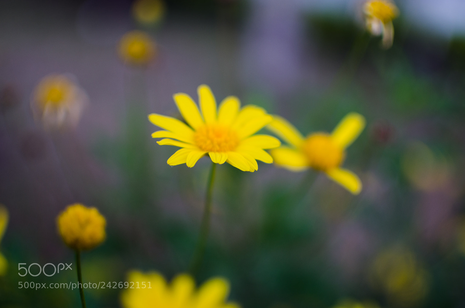 Nikon D5100 sample photo. Yellow flower... photography
