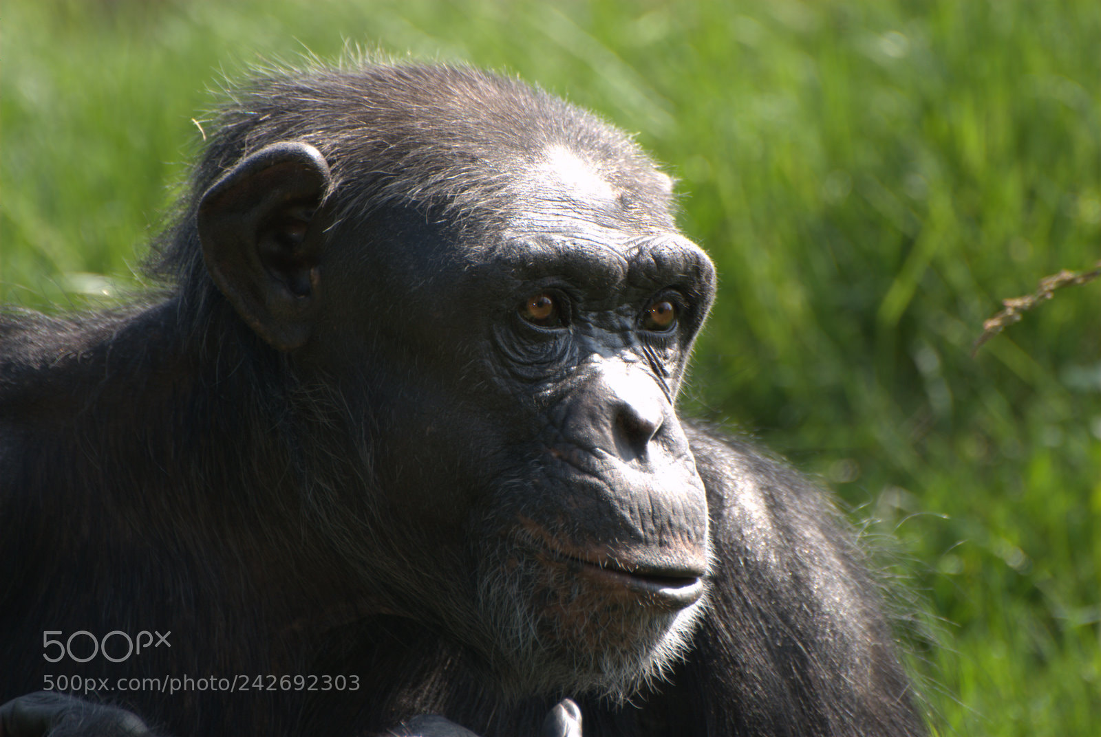 Nikon D60 sample photo. Untitled photography
