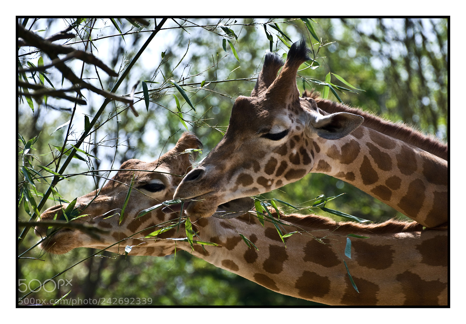 Nikon D60 sample photo. Untitled photography